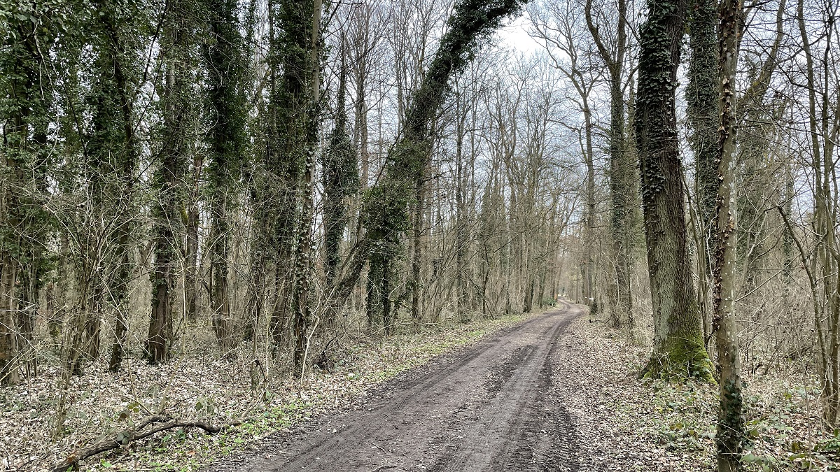 WHITE NOISE: durch Wälder und Felder im Elsass 2