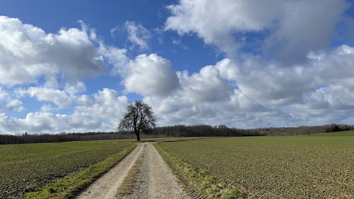 WHITE NOISE: durch Wälder und Felder im Elsass 7