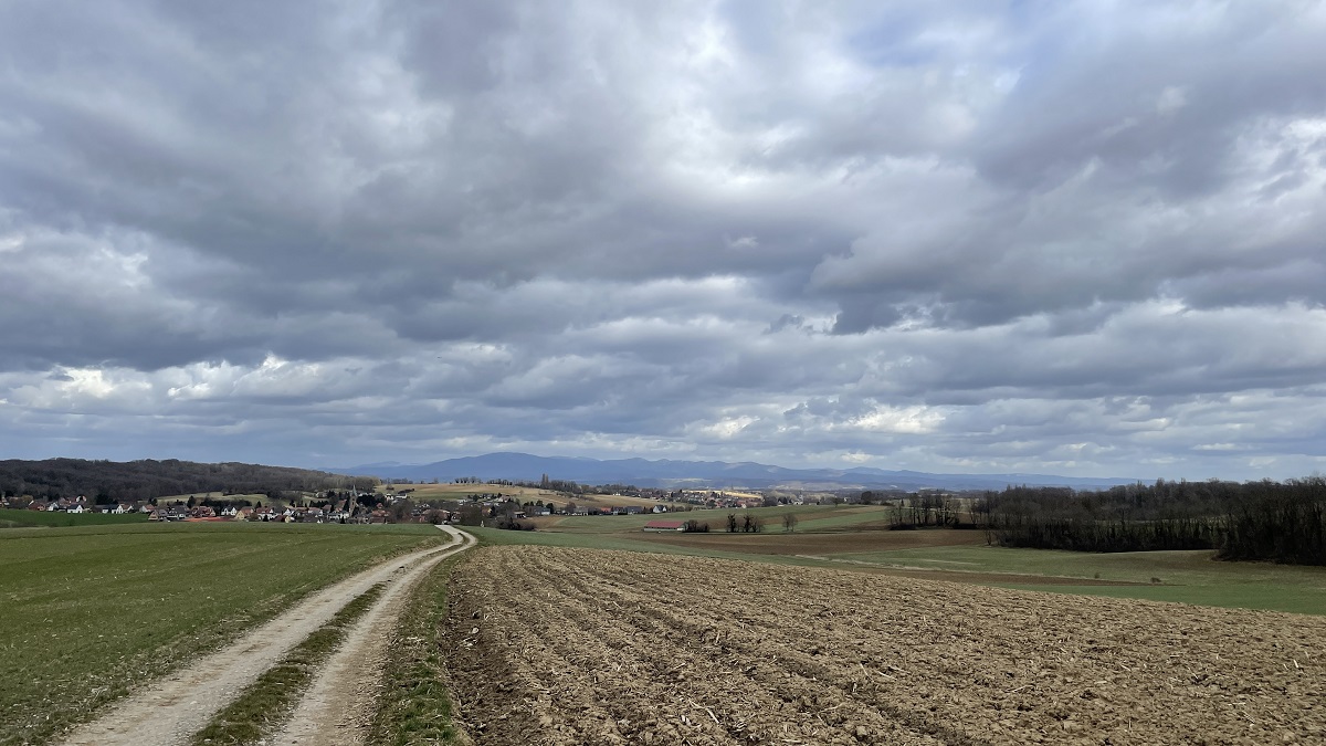 WHITE NOISE: durch Wälder und Felder im Elsass 6